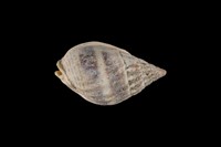 藏品(織紋螺)的圖片